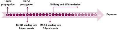 Cell line-based in vitro models of normal and chronic bronchitis-like airway mucosa to study the toxic potential of aerosolized palladium nanoparticles